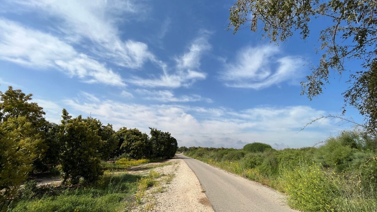 Savannah Road and Trees1