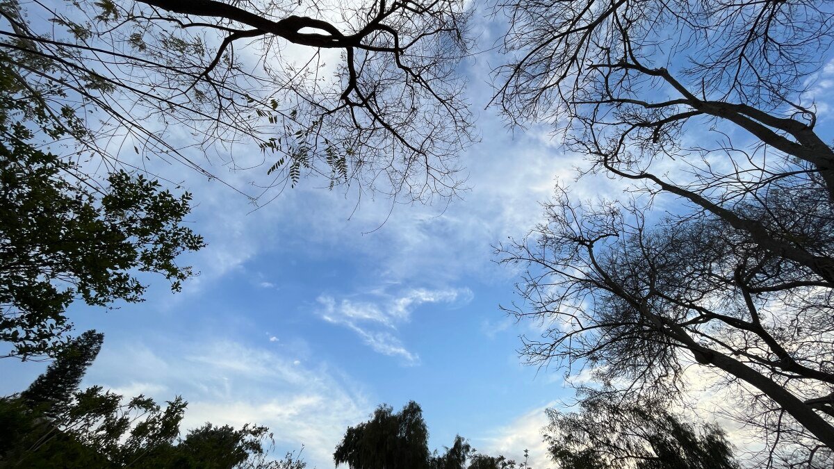Blue sky through the treetops1