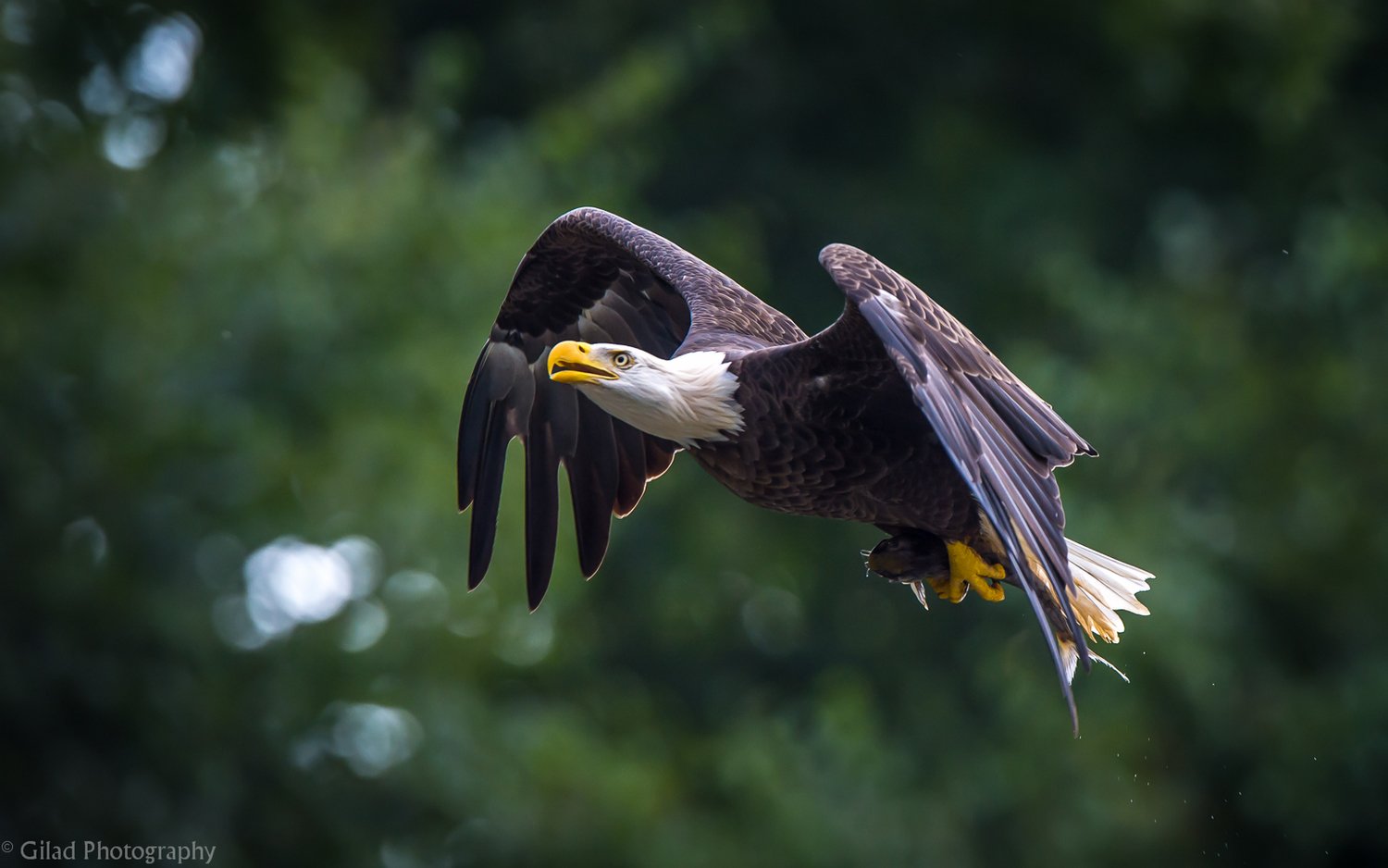 Bald-Eagle-With-A-Fish