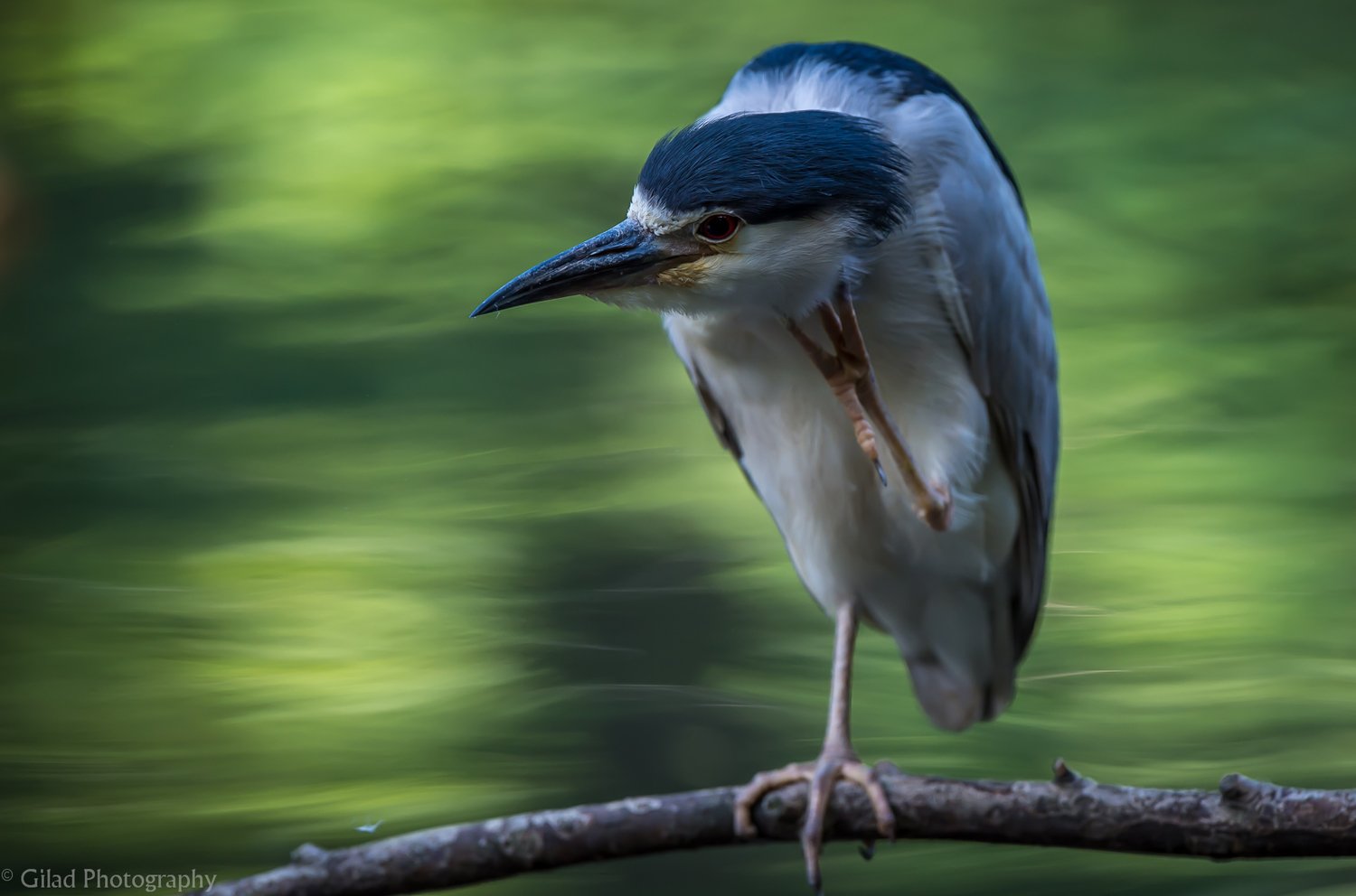 Black-crowned night Heron scratching